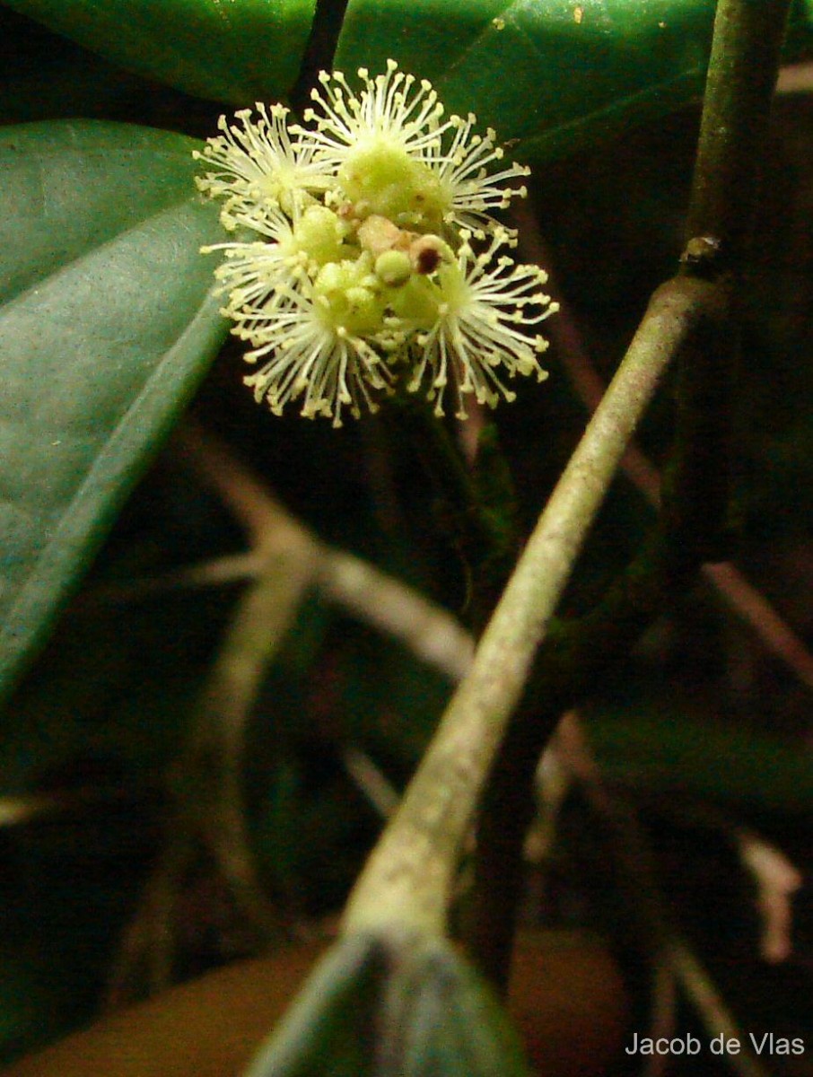 Mallotus rhamnifolius (Willd.) Müll.Arg.